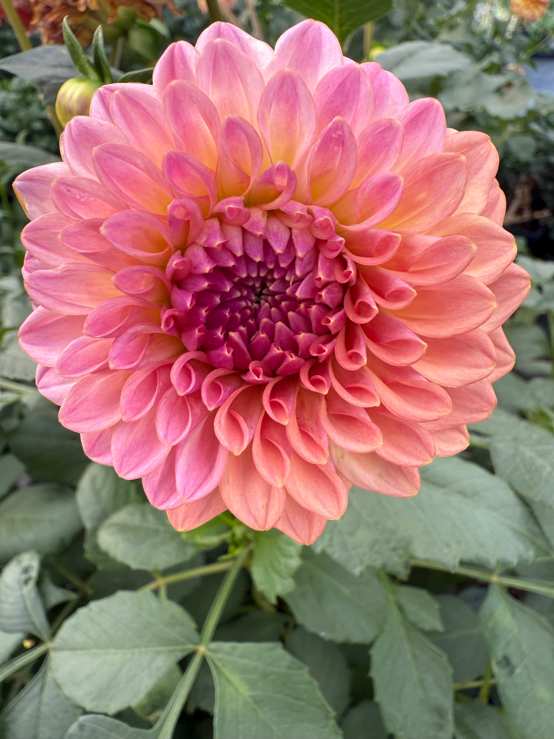 Levi's Blue Smoke Dahlia