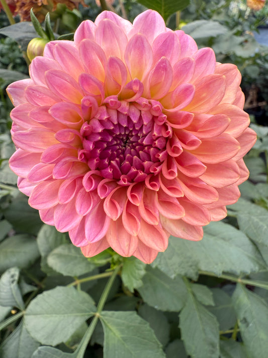 Levi's Blue Smoke Dahlia