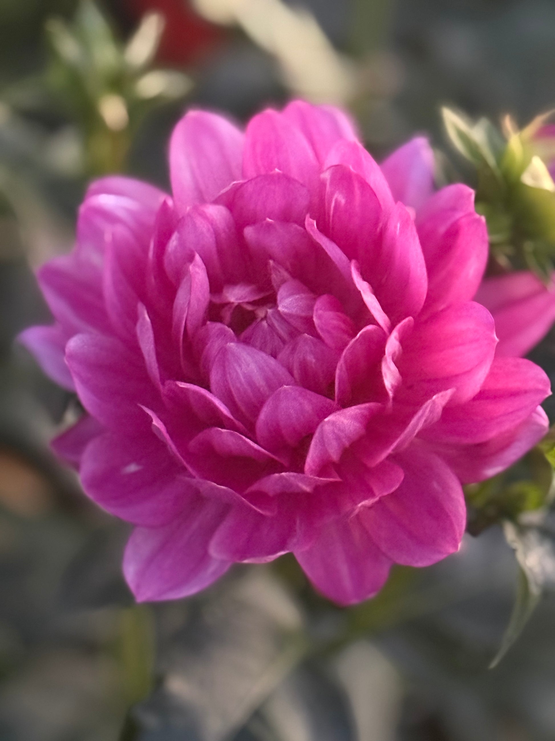 Hollyhill Pink Martini Dahlia