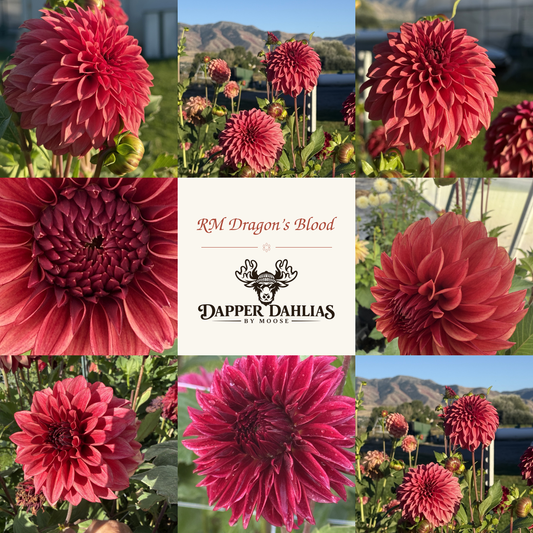Photo collage of RM Dragon's Blood dahlias showing deep red blooms with pointed petals in close-ups and mountain field views.