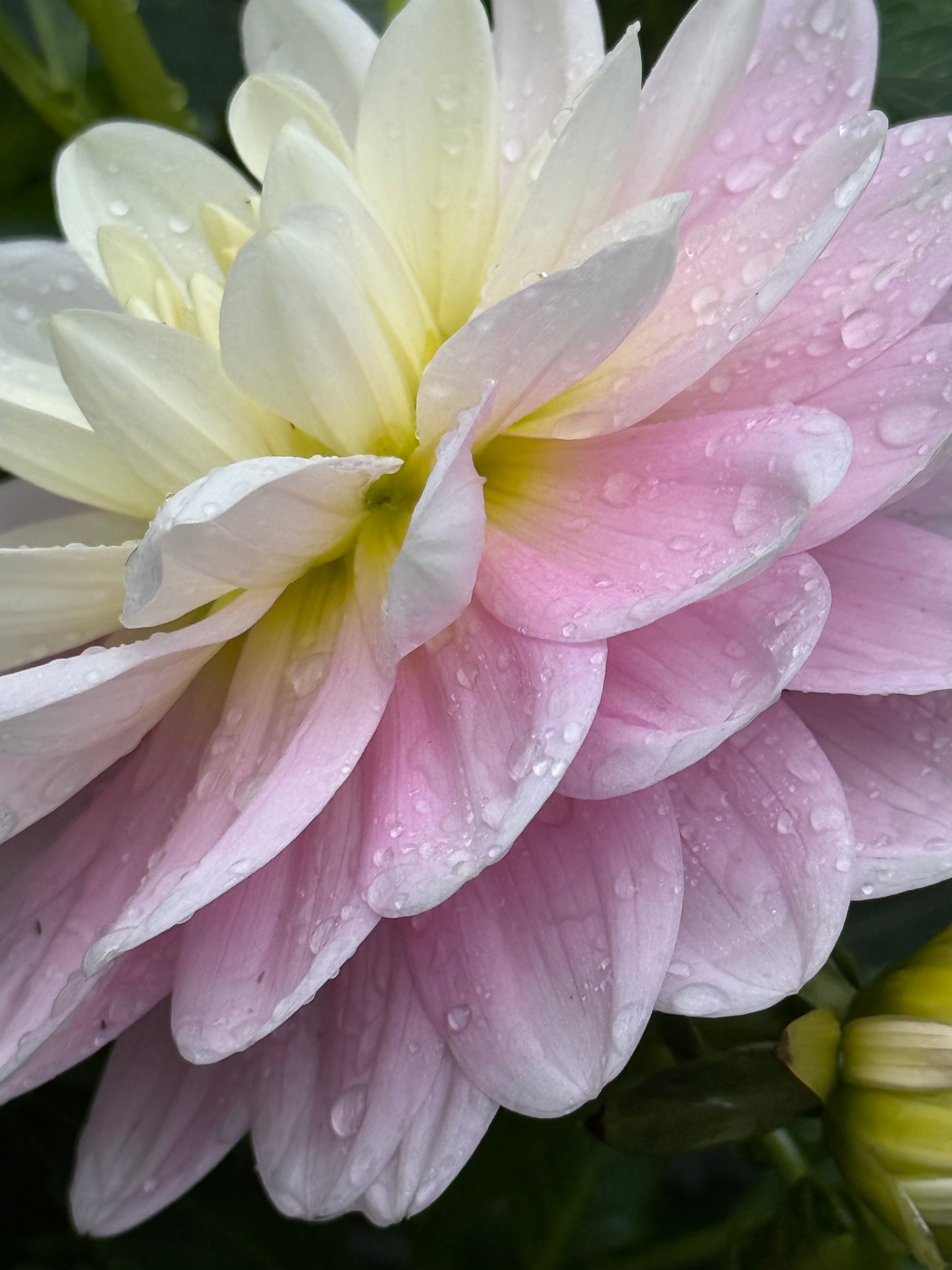 Bracken Ballerina Dahlia