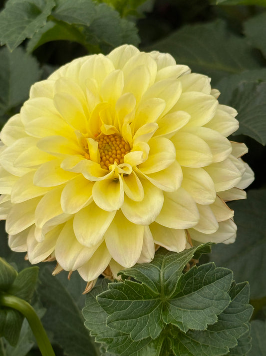 Lee's Cookie Dahlia