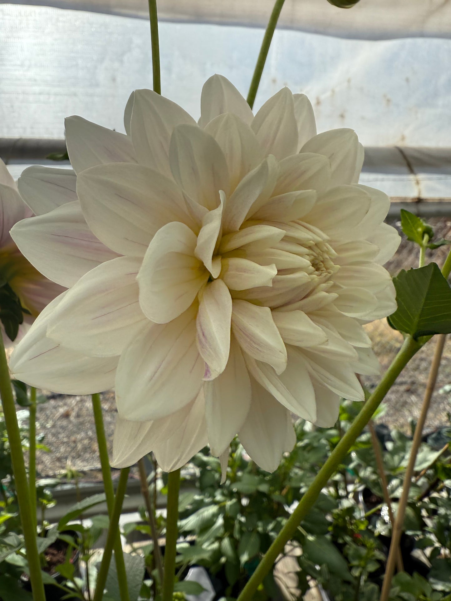 Hollyhill Snow Queen Rooted Cuttings