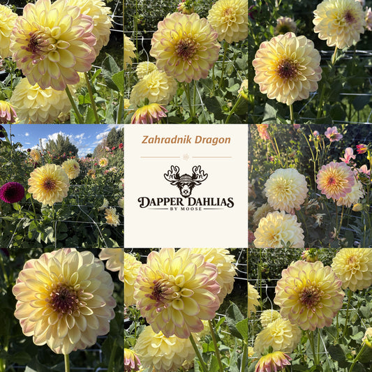 Photo collage of Zahradnik Dragon dahlias showing yellow blooms with pink shading and darker centers around a branded label.
