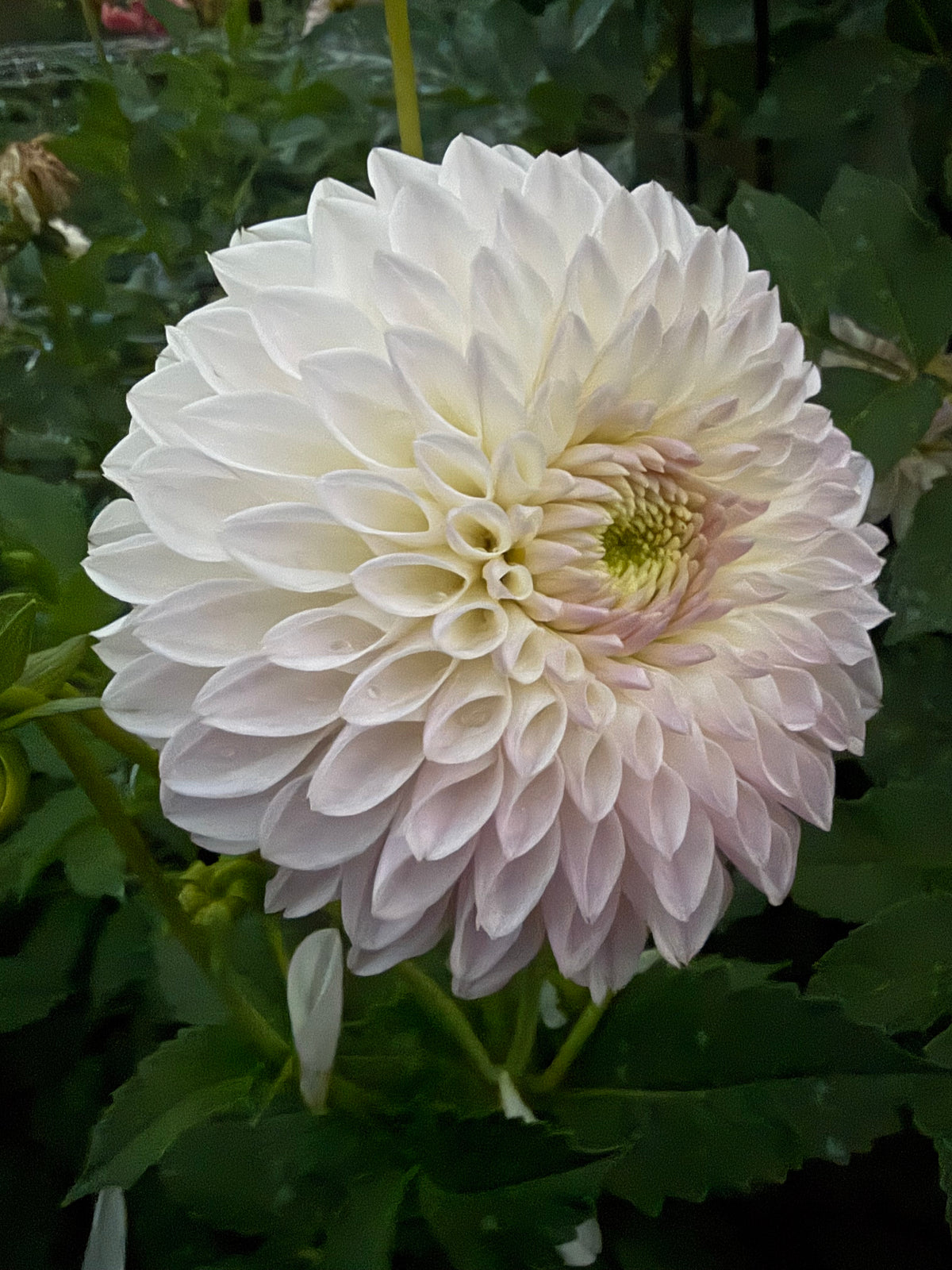 A rare large white dahlia flower named Shiori with pale pink-tinted outer petals and a green center, photographed in a garden with green foliage in the background.