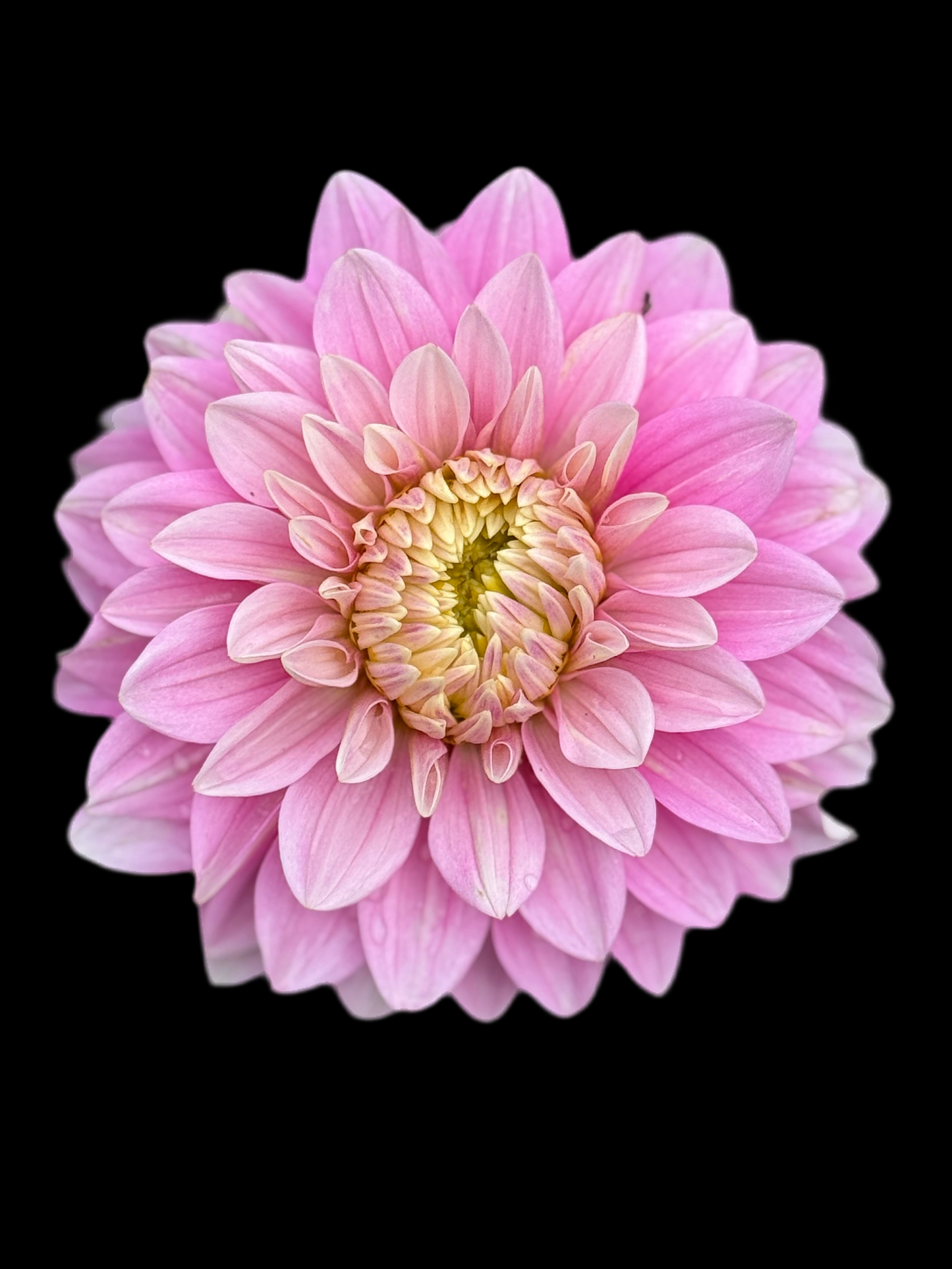 Hapet Rose Dream Dahlia