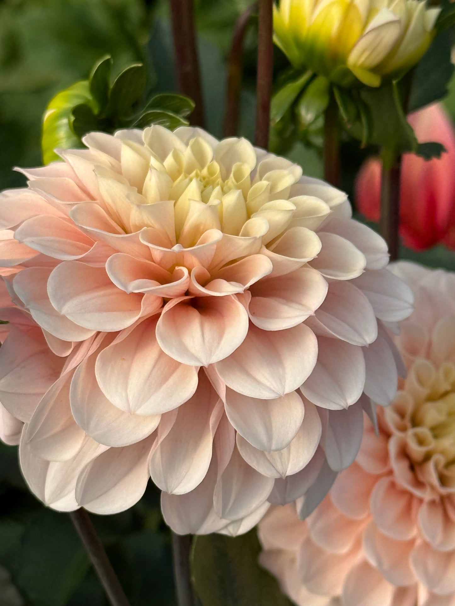 Levi's Revenant Rooted Cuttings