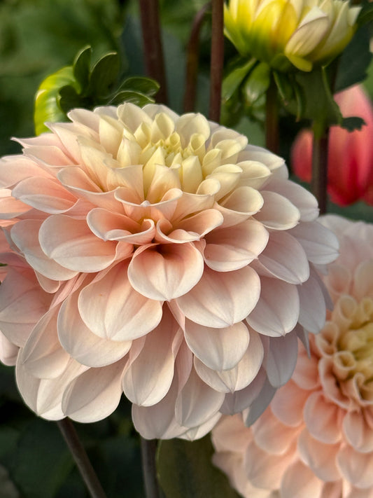 Levi's Revenant Rooted Cuttings