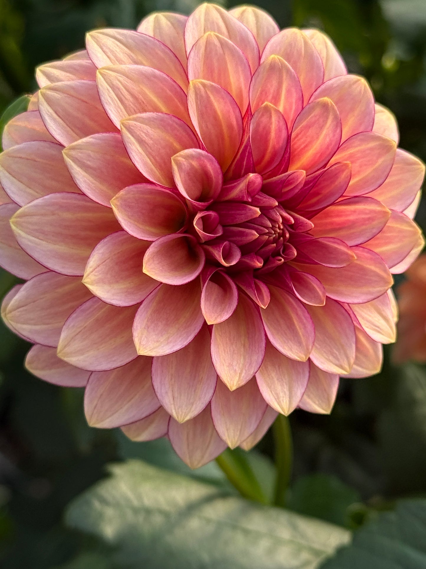 RM Raspberry Twinkle Rooted Cuttings