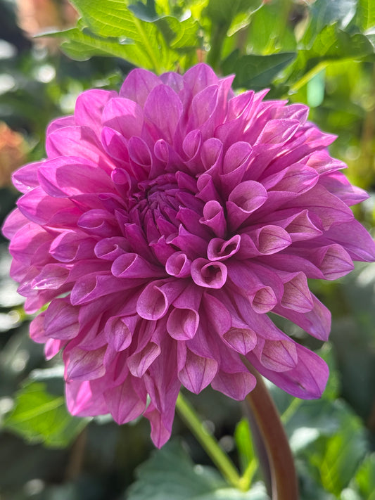 Lee's Flute Loop Lavender Rooted Cuttings