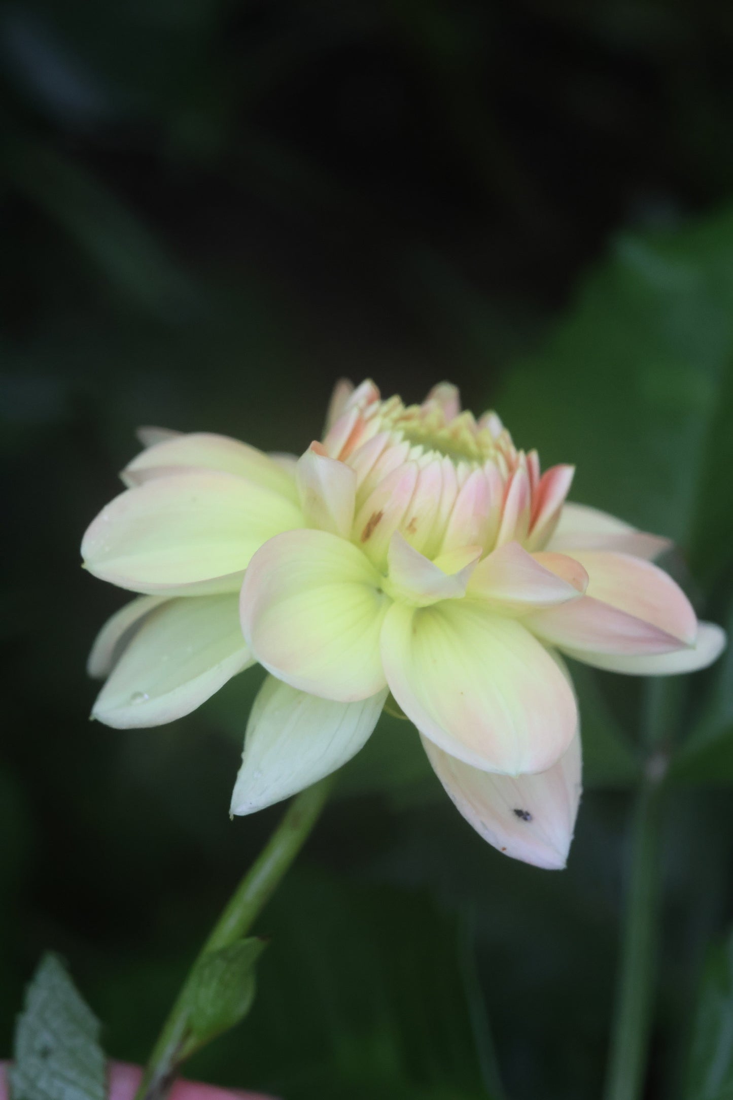 Lee's Jonquil Rooted Cuttings