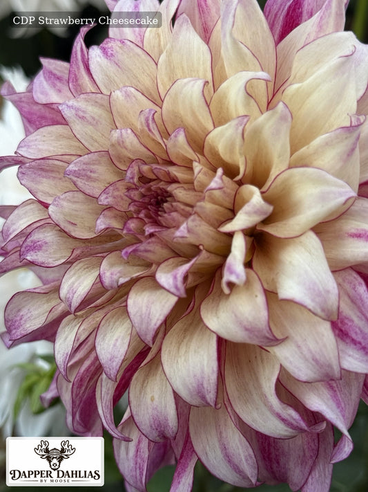 CDP Strawberry Cheesecake Dahlia in the Dapper Dahlias By Moose Field