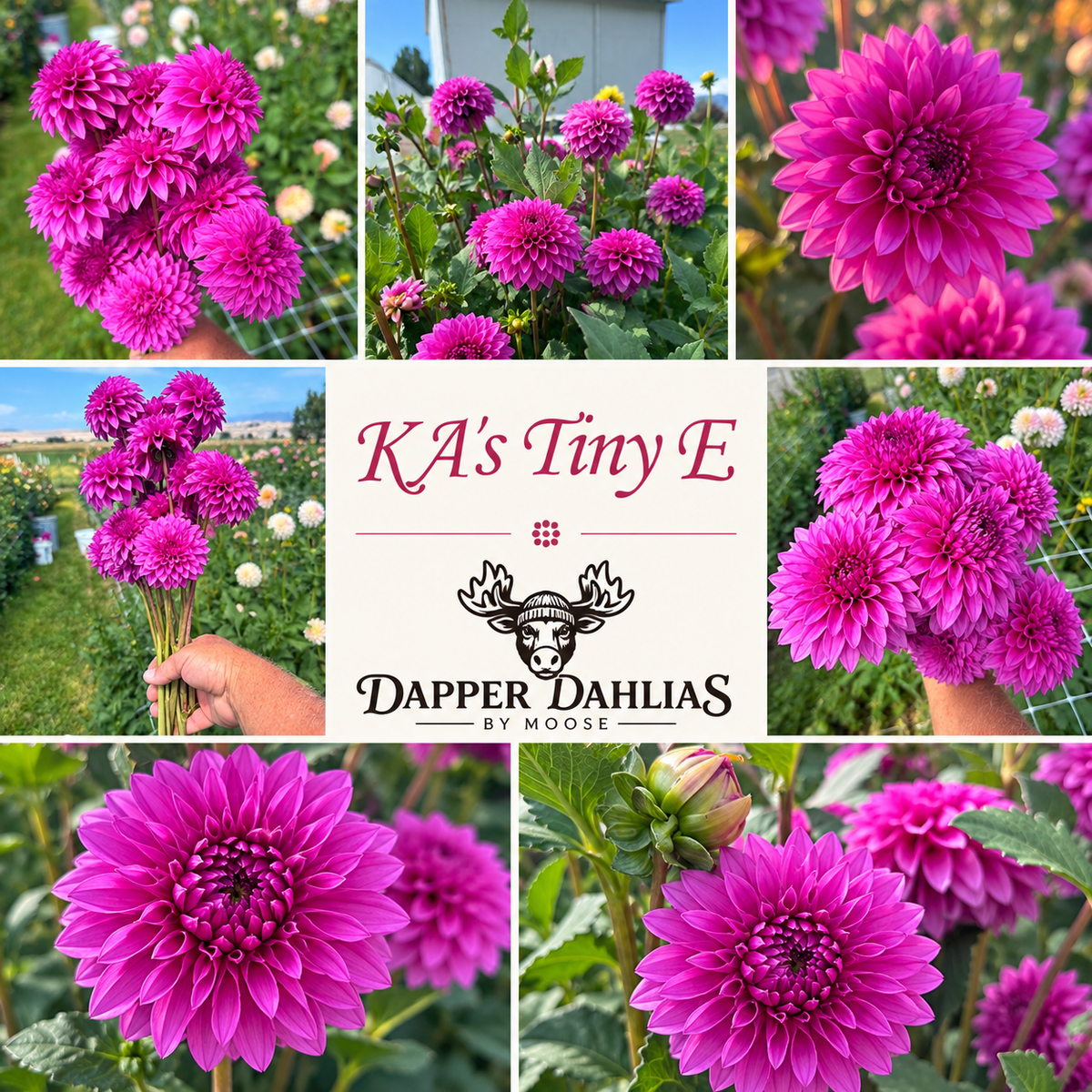 KA's® Tiny E
