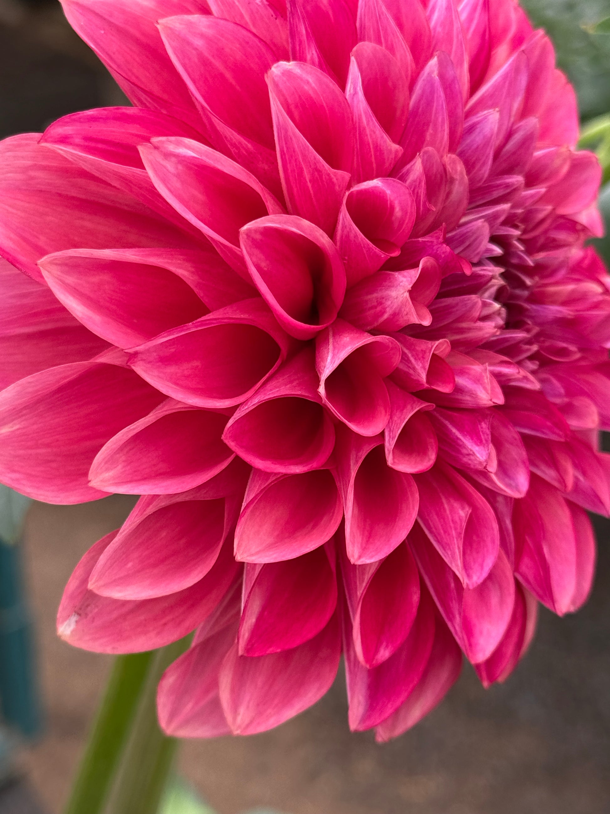 Florelie Candice Dahlia