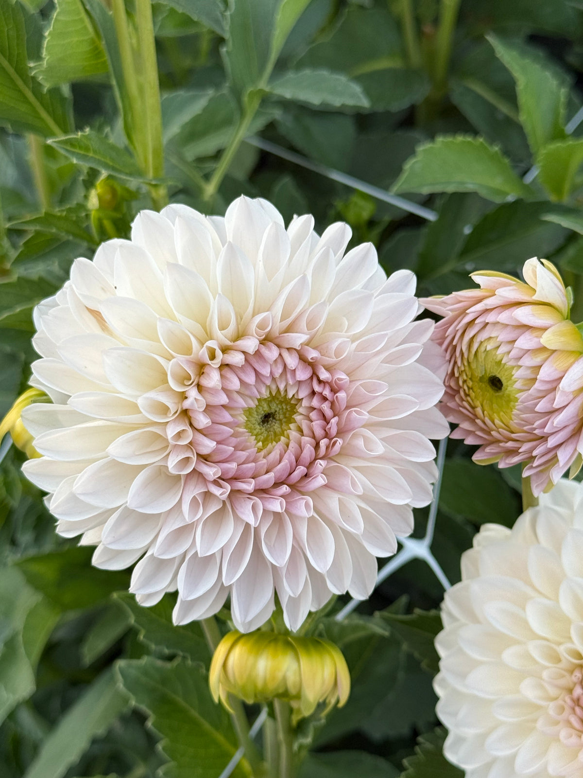 Shiori Dahlia Bloom Rooted Cutting Tuber