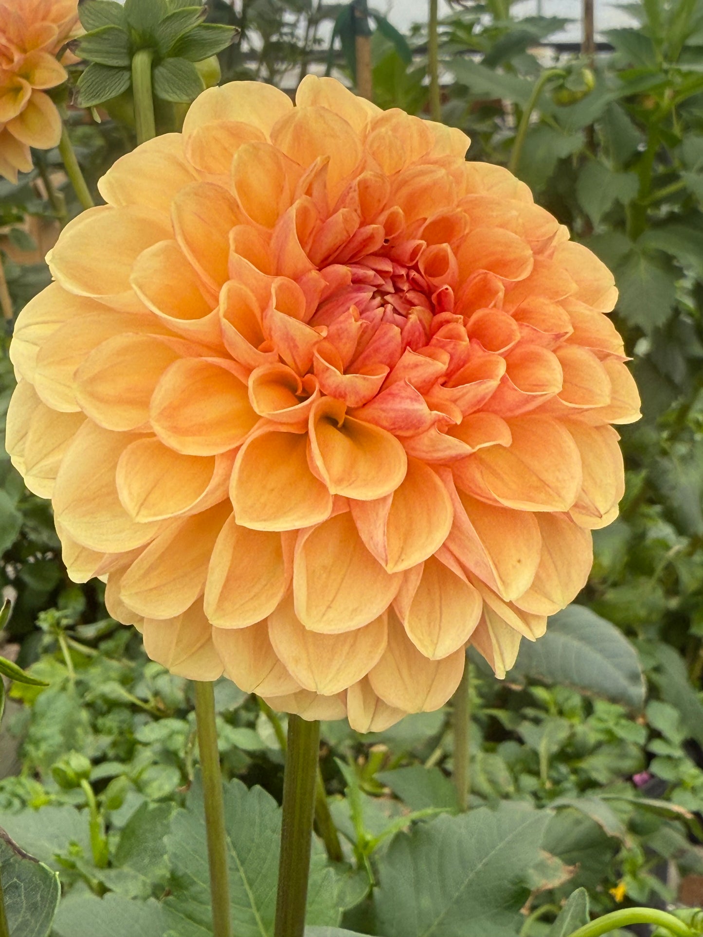 Lee's Beech Glow Rooted Cuttings Shipping Apr 1 - May 15