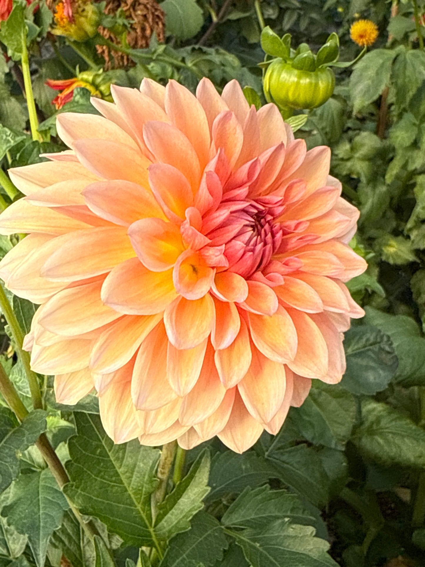 Echo Jose Rooted Cuttings