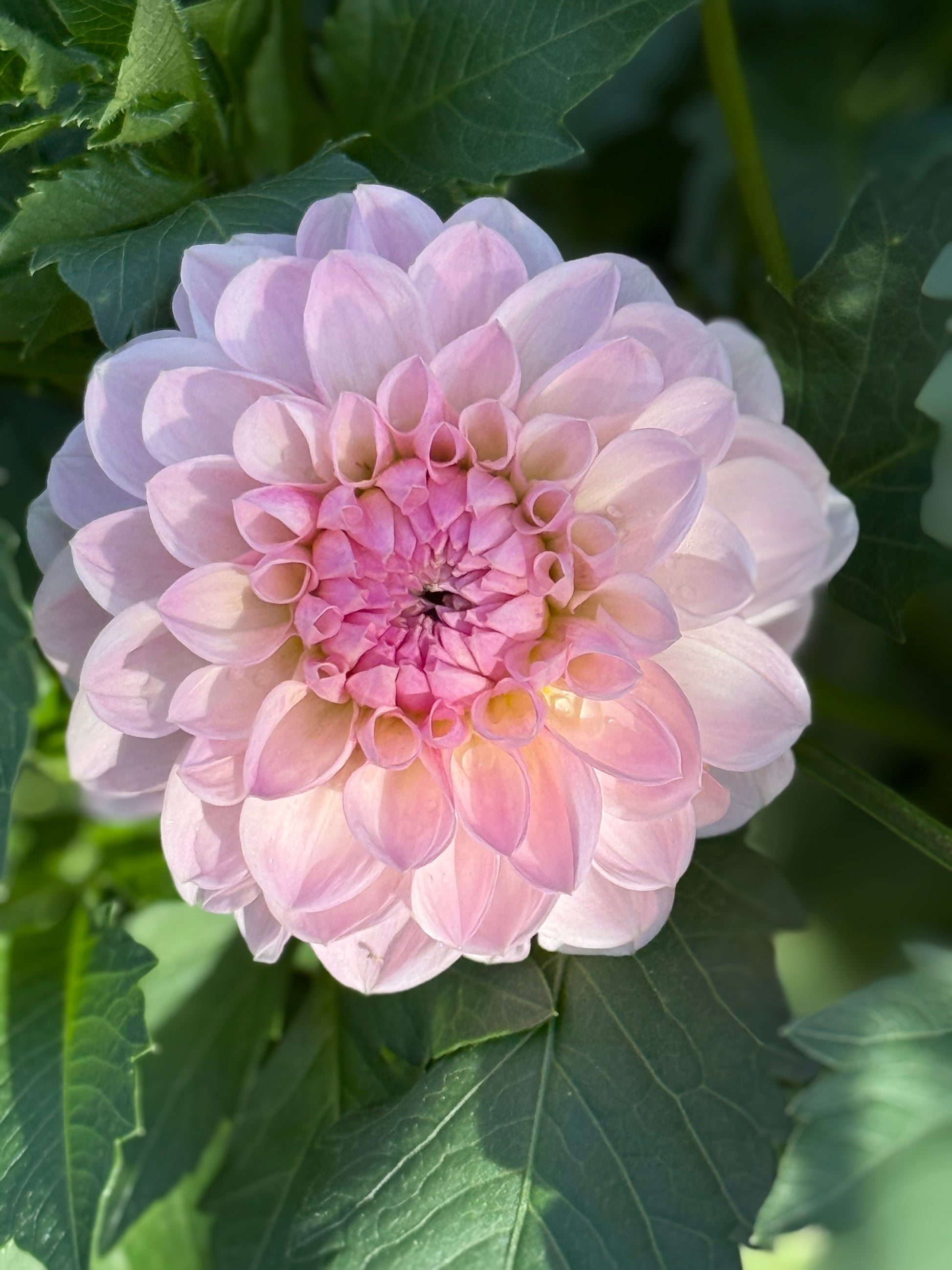 Lee’s Sugar Rush Dahlia