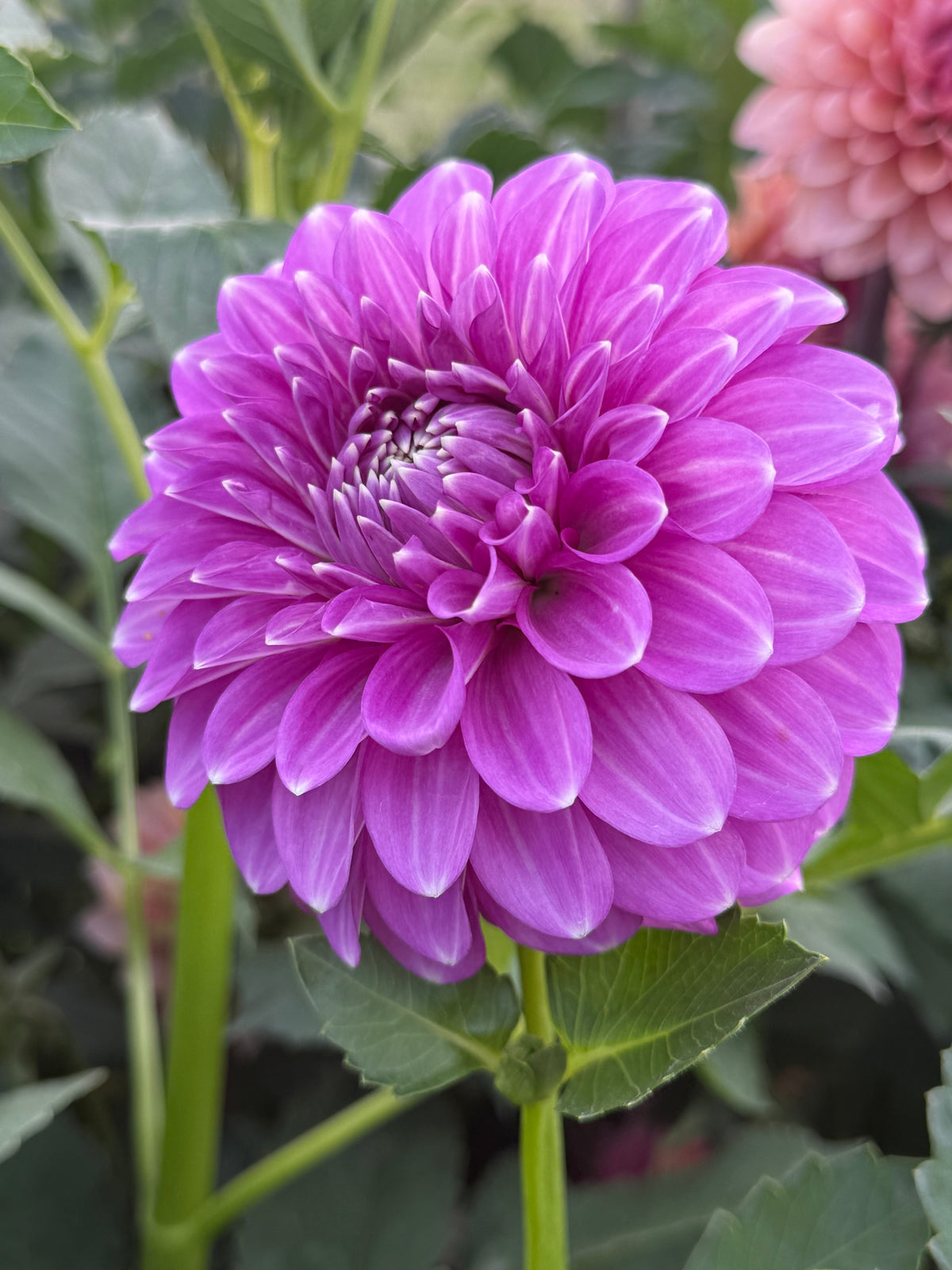 Cupid Australian Dahlia Rooted Cutting Tuber