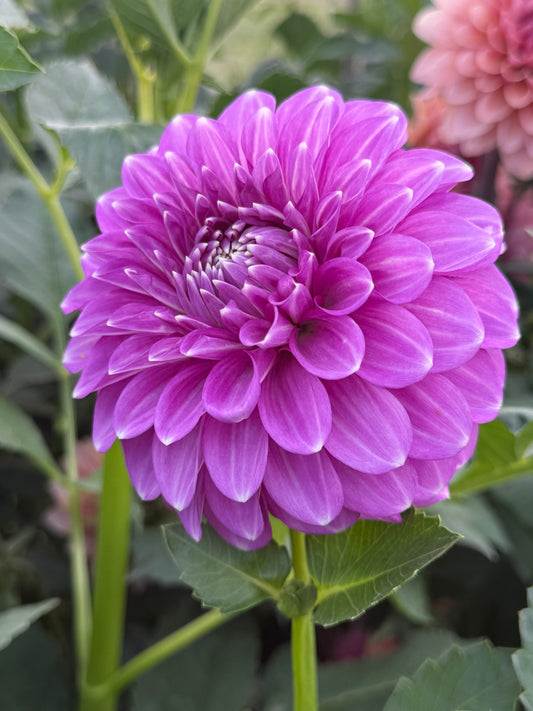 Cupid Australian Dahlia Rooted Cutting Tuber