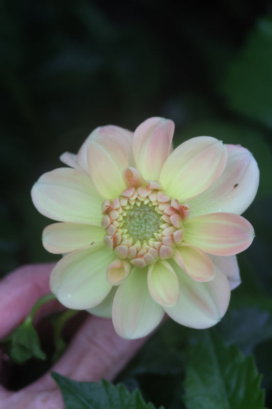 Lee's Jonquil Rooted Cuttings