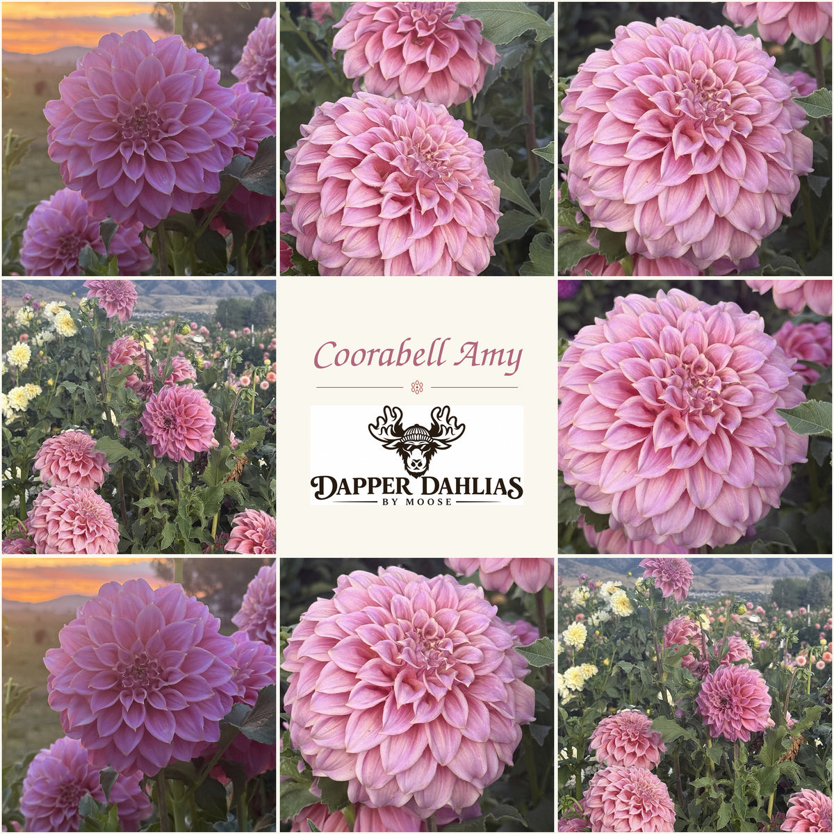 The Australia beauty known as Coorabell Amy is a gorgeous dahlia variety being offered in American by Dapper Dahlias by Moose