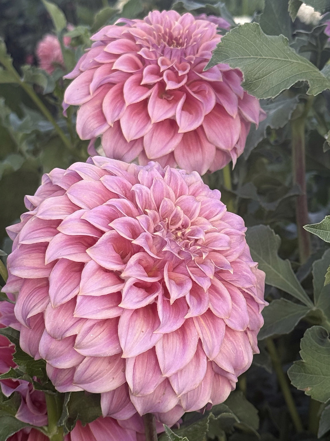 Two blooms of Coorabell Amy blooming in the Dapper Dahlias field.