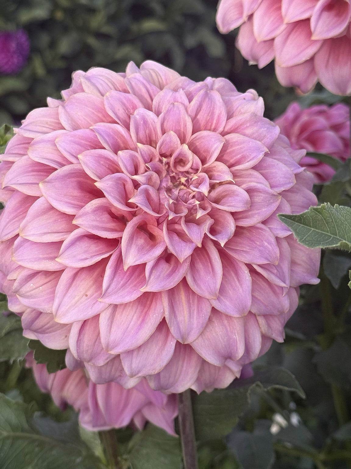 A close-up of a blooming pink dahlia flower with layered petals, surrounded by green leaves and other blurred flowers in the background.