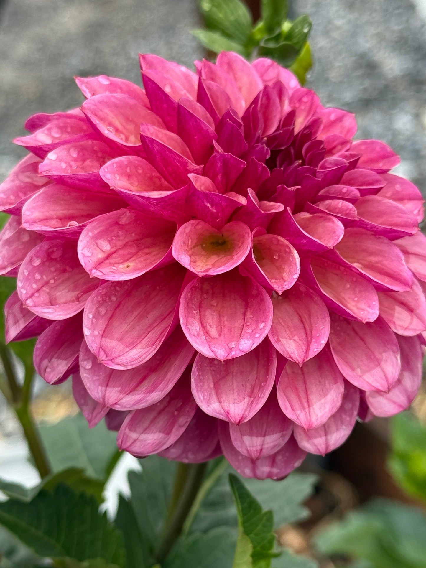 RM Berry Kiss Dahlia