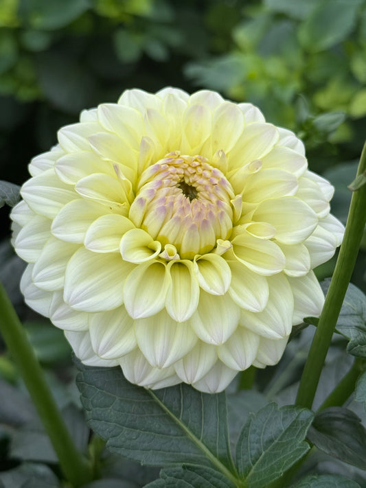 Rinco Dahlia