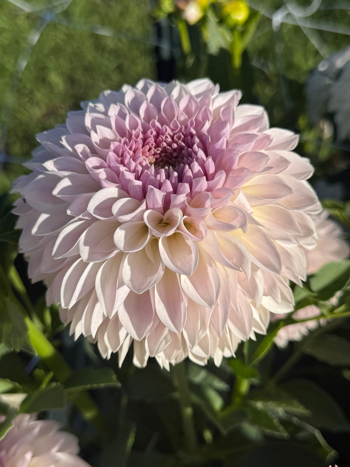 Shiori Dahlia Bloom Rooted Cutting Tuber