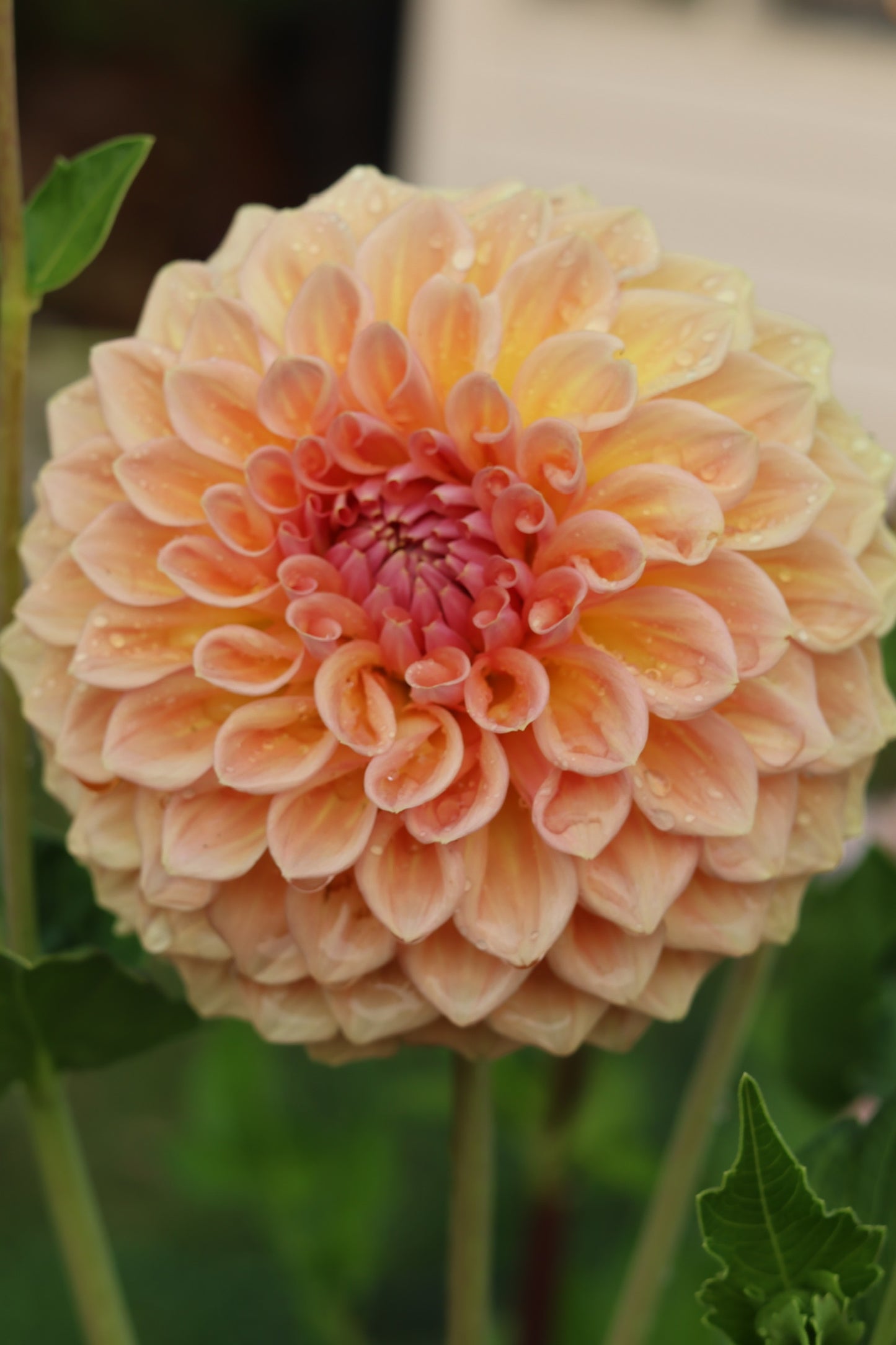 RM October Skies Rooted Cuttings