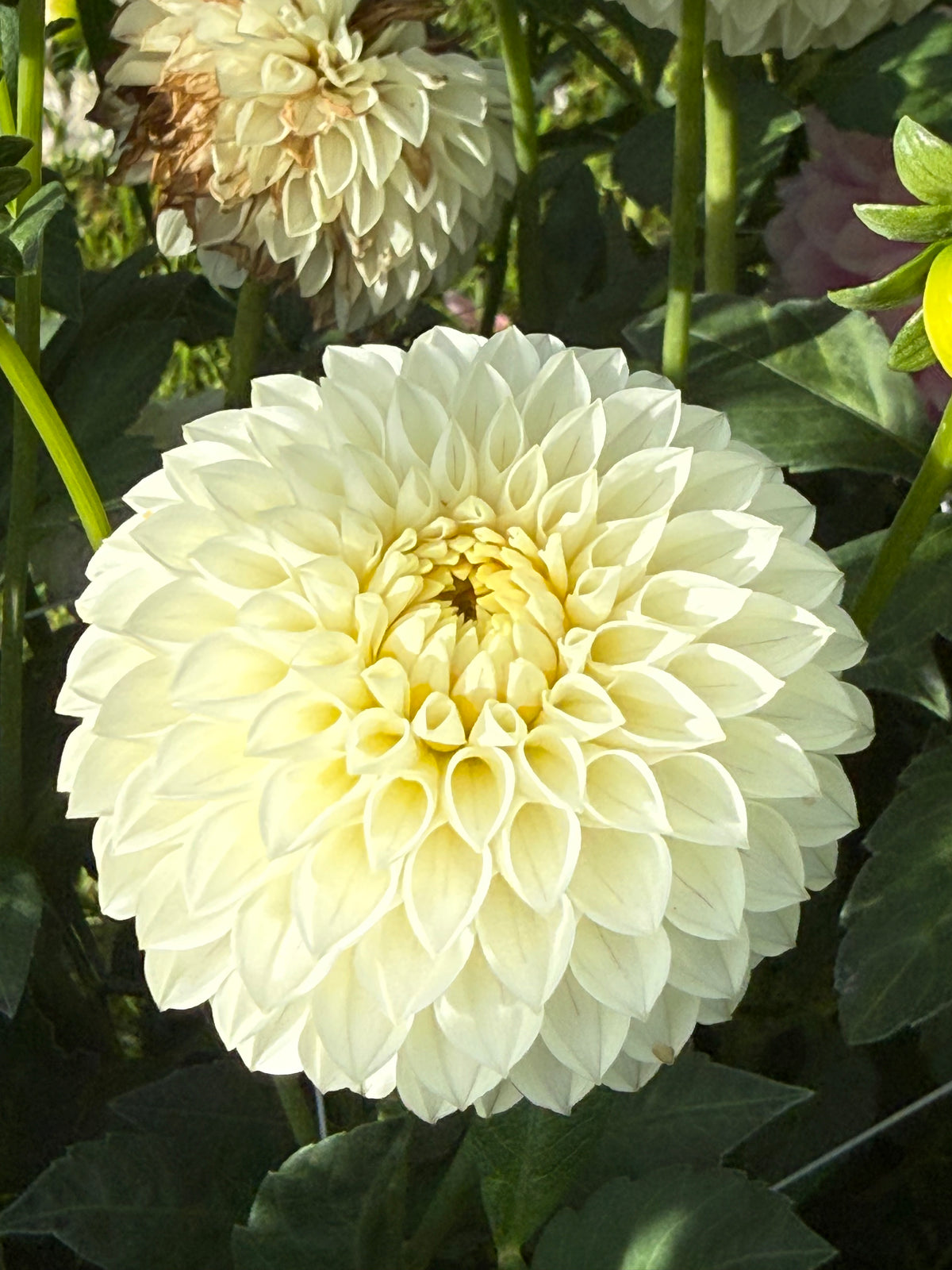 Barbarry Pristine Dahlia