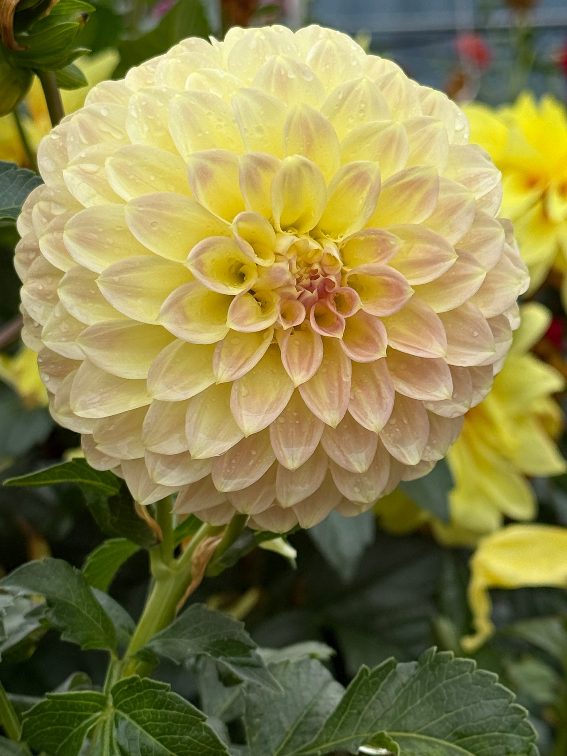 Coorabell Astrid Dahlia