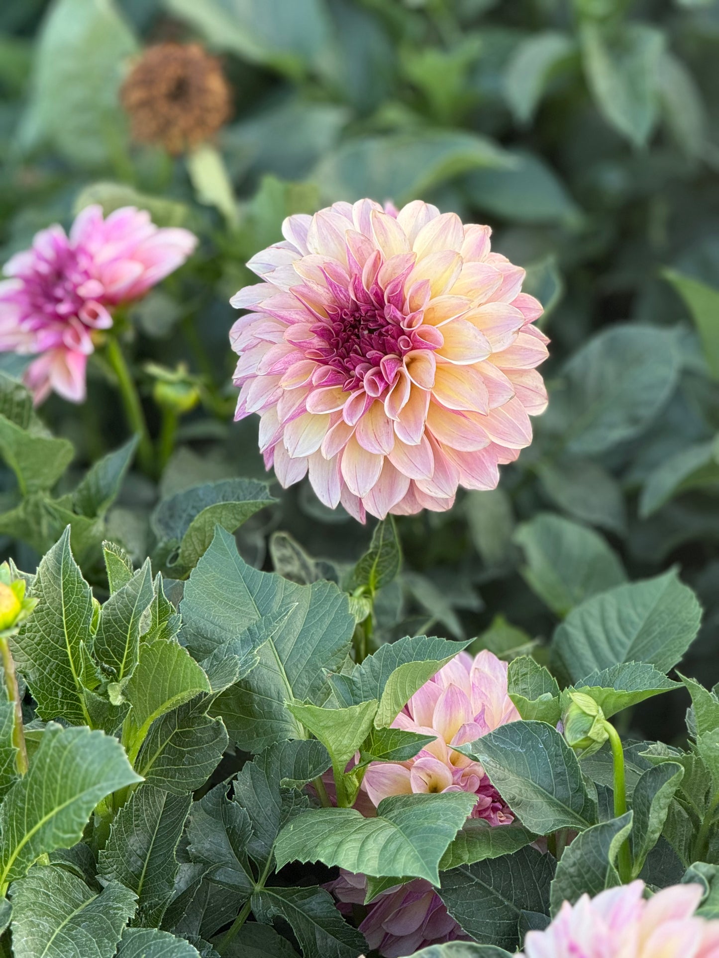 KA’s®️ Cafe Mauve Rooted Cuttings