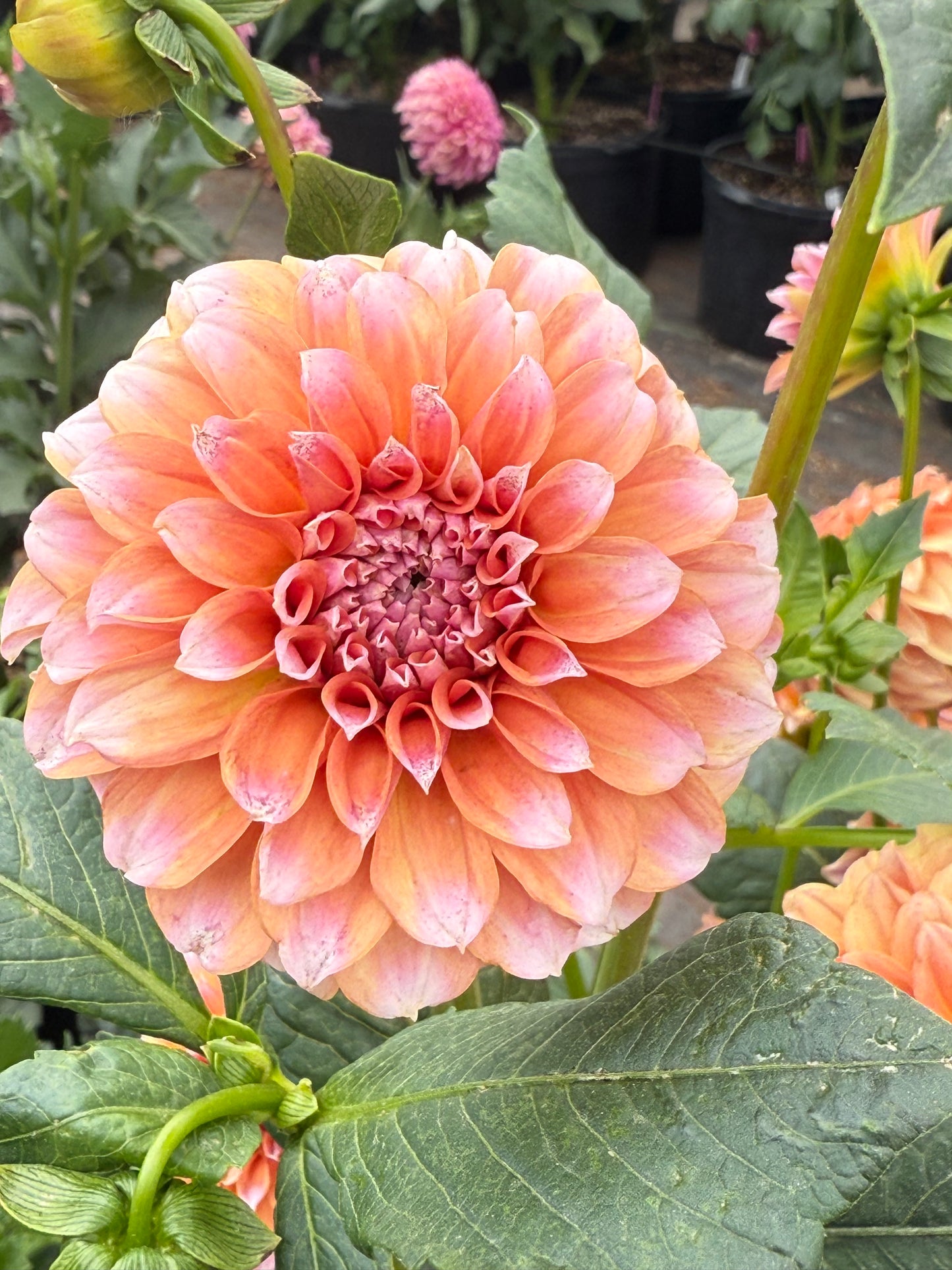 Lee's Serendipity Dahlia