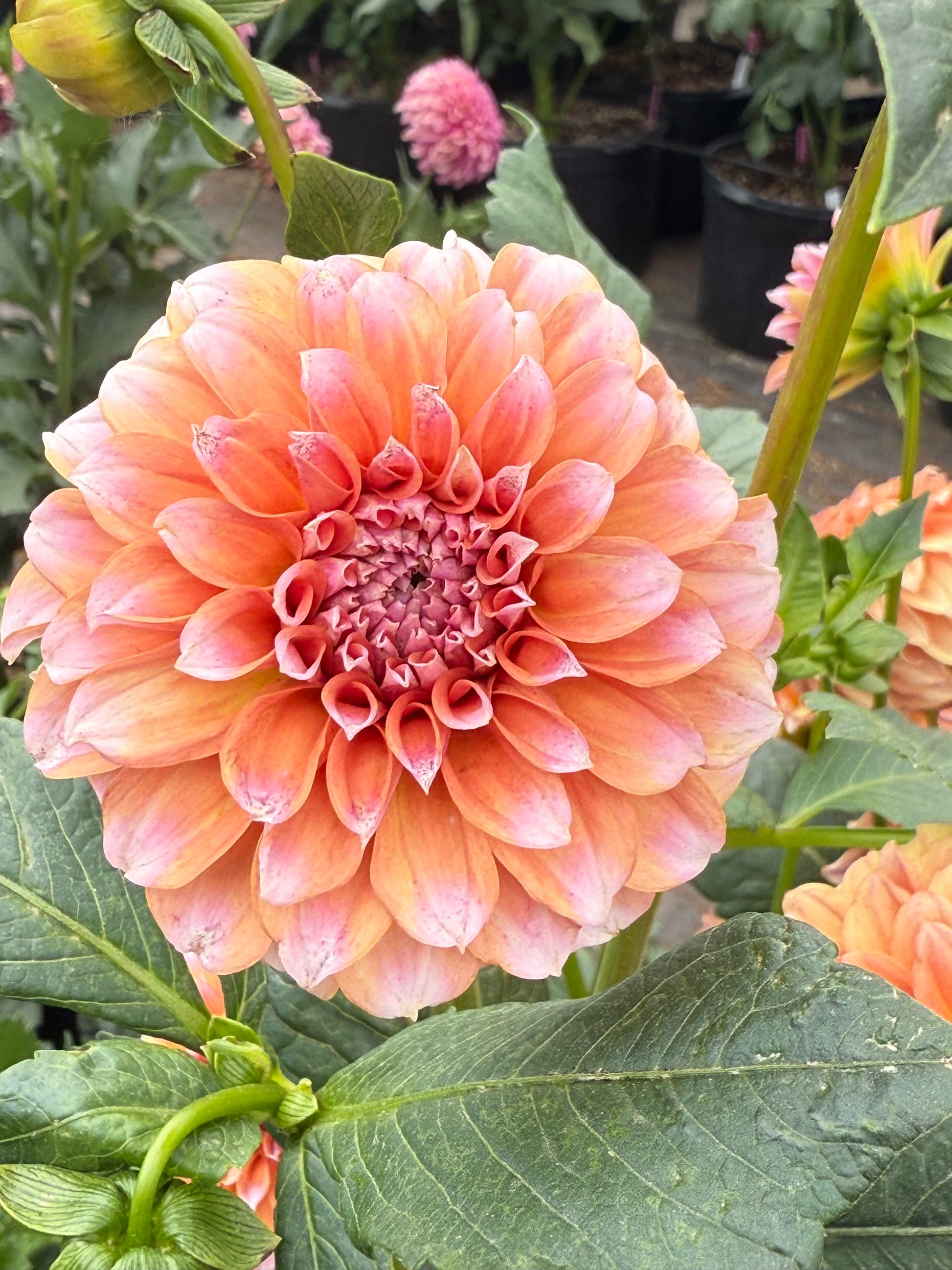 Lee's Serendipity Dahlia