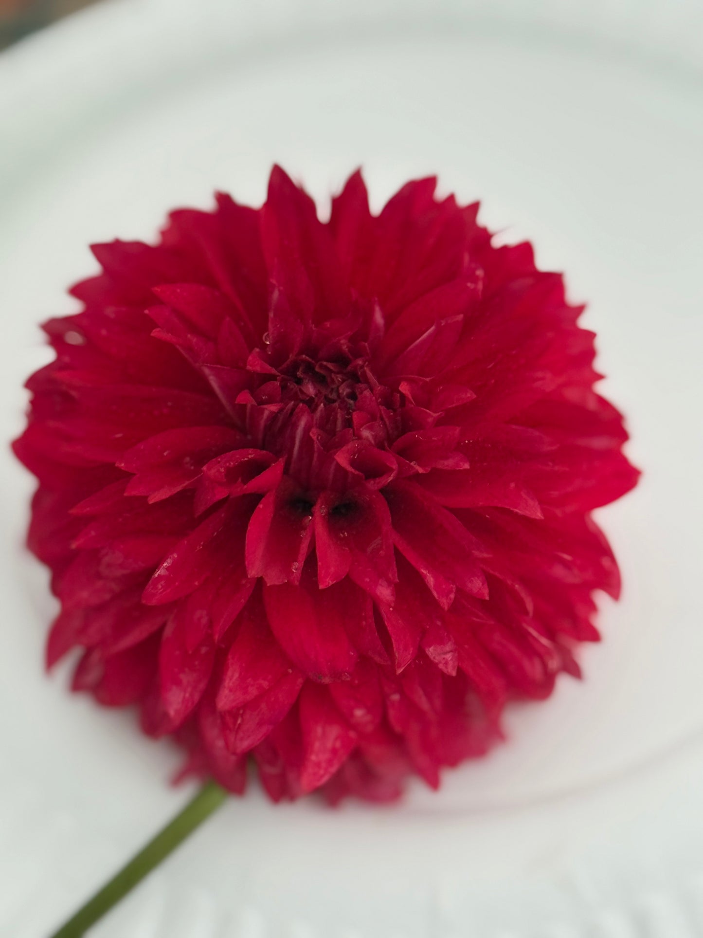 Lee's Elmo Dahlia