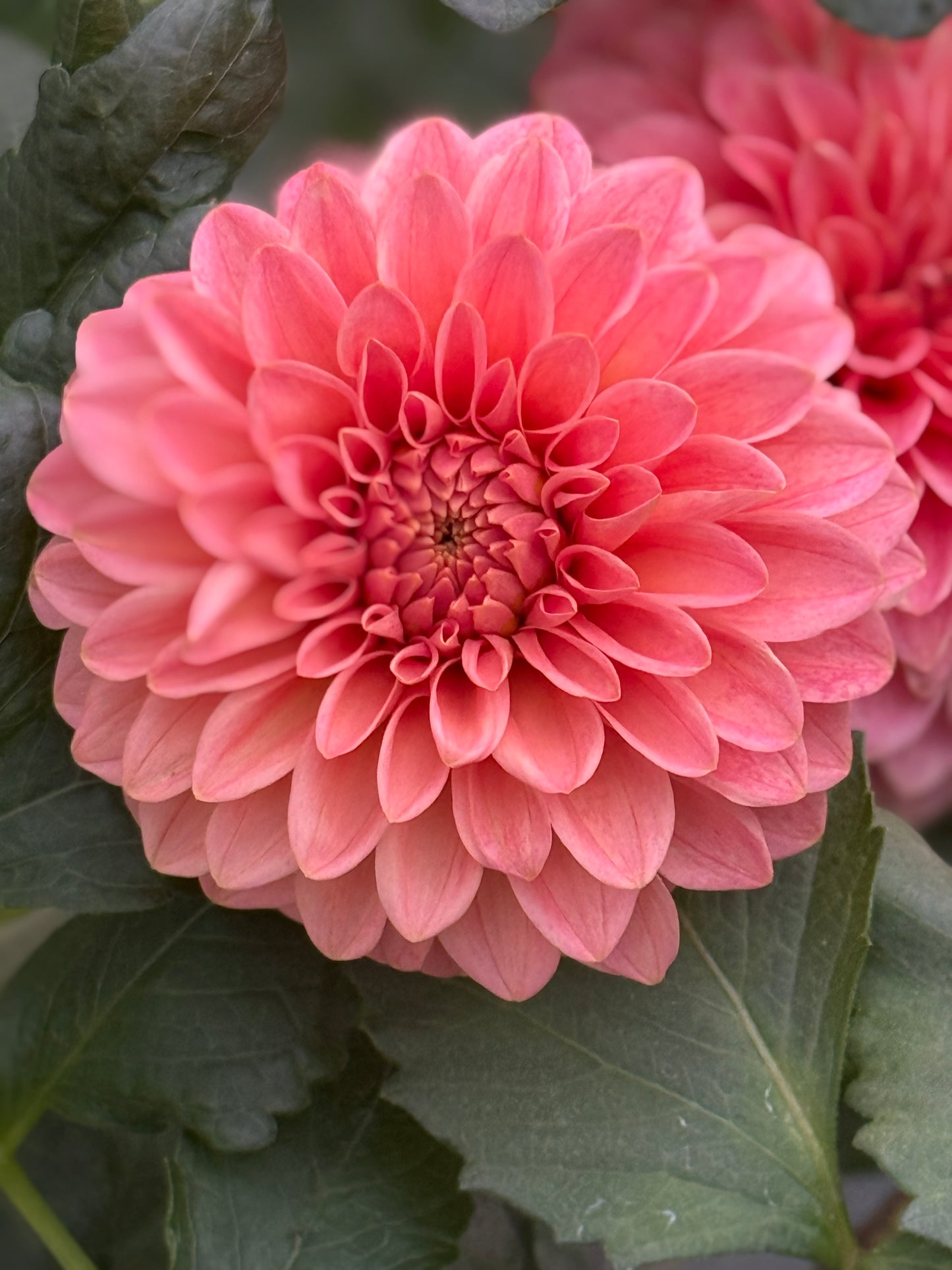 KA’s® Guava Rooted Cuttings