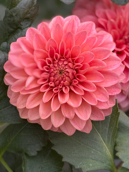 KA’s® Guava Rooted Cuttings