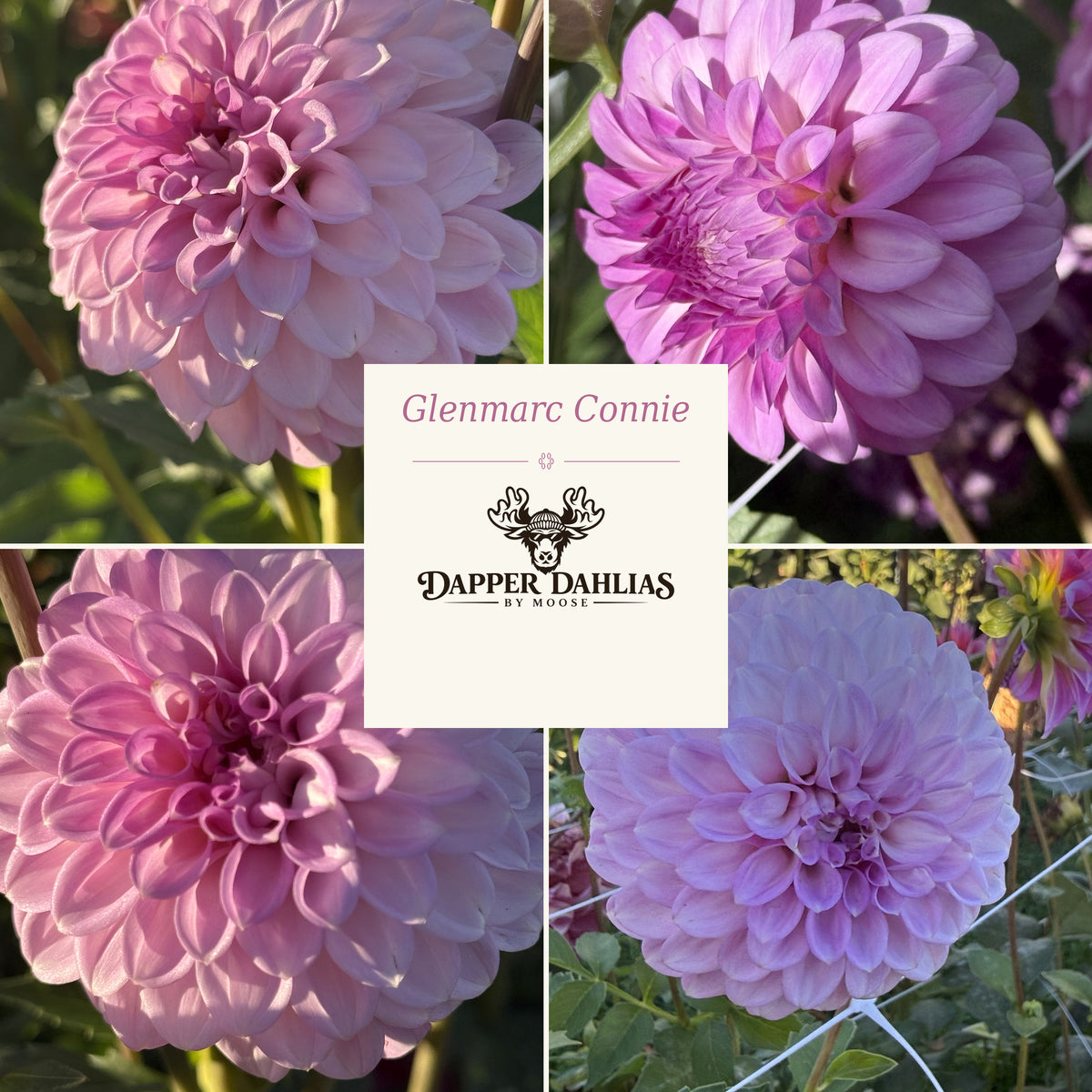 Glenmarc Connie