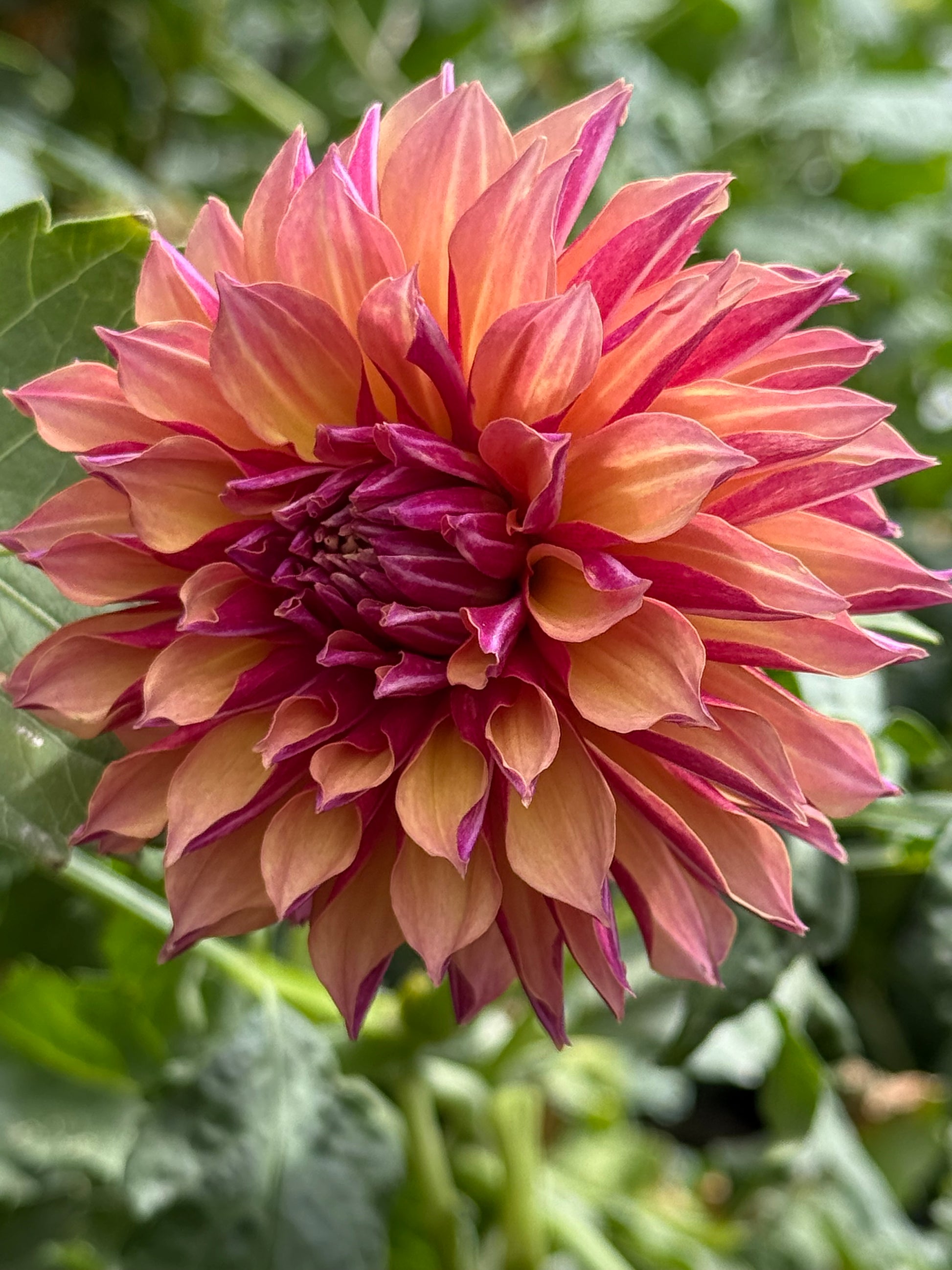 River's Elizabeth Dahlia