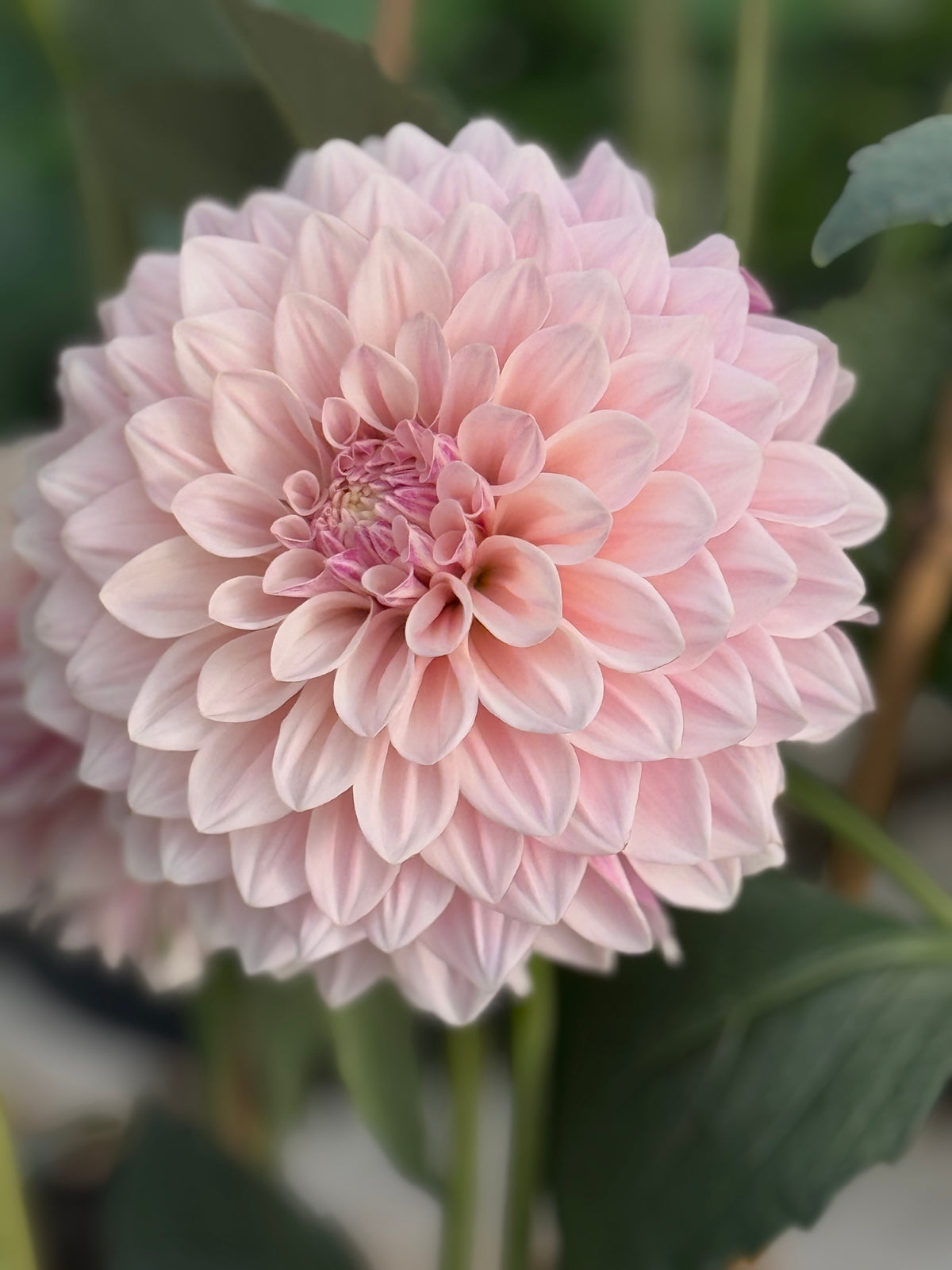 Florelie Antique dahlia close-up with pale blush-pink petals, creamy edges, and a softly curled pink center.