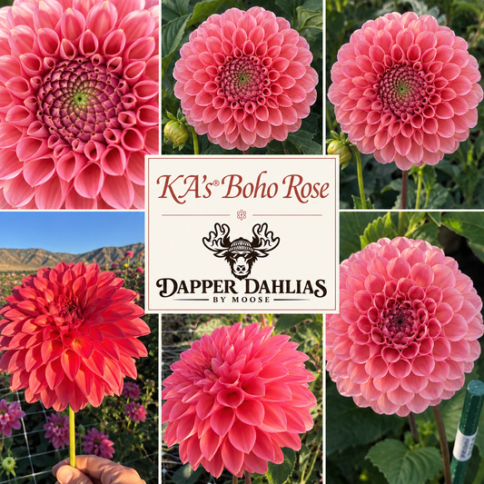 Photo collage of KA's Boho Rose dahlias showing rose-pink blooms with curled petals in close-ups and field views.