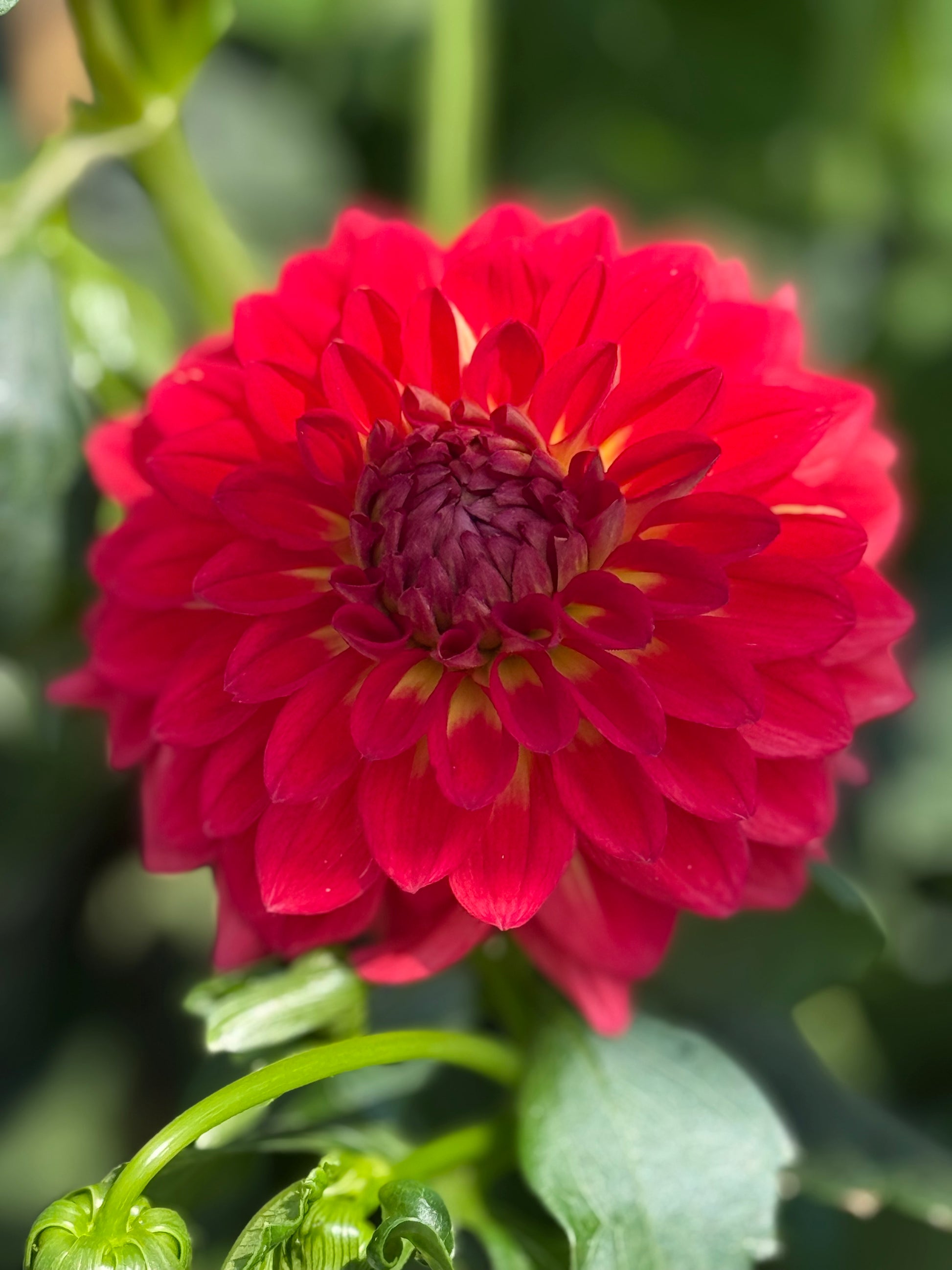 Bloomquist Cryptic Dahlia
