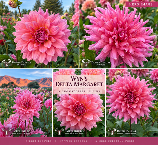 Wyn's Delta Margaret Collage photos taken at Dapper Dahlias By Moose Farm