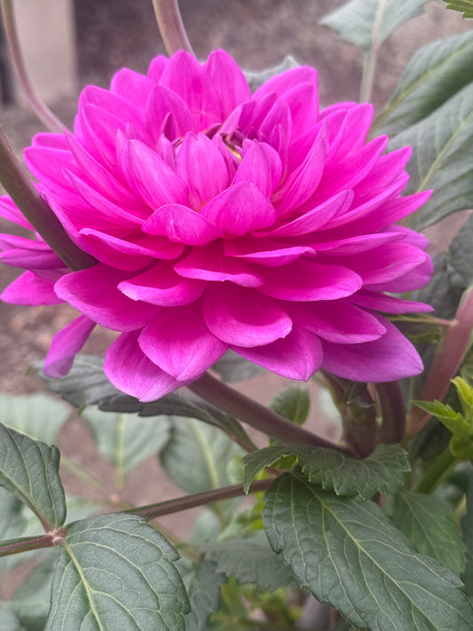 Hapet Blue Sea Rooted Cutting Shipping Apr 1 - May 15