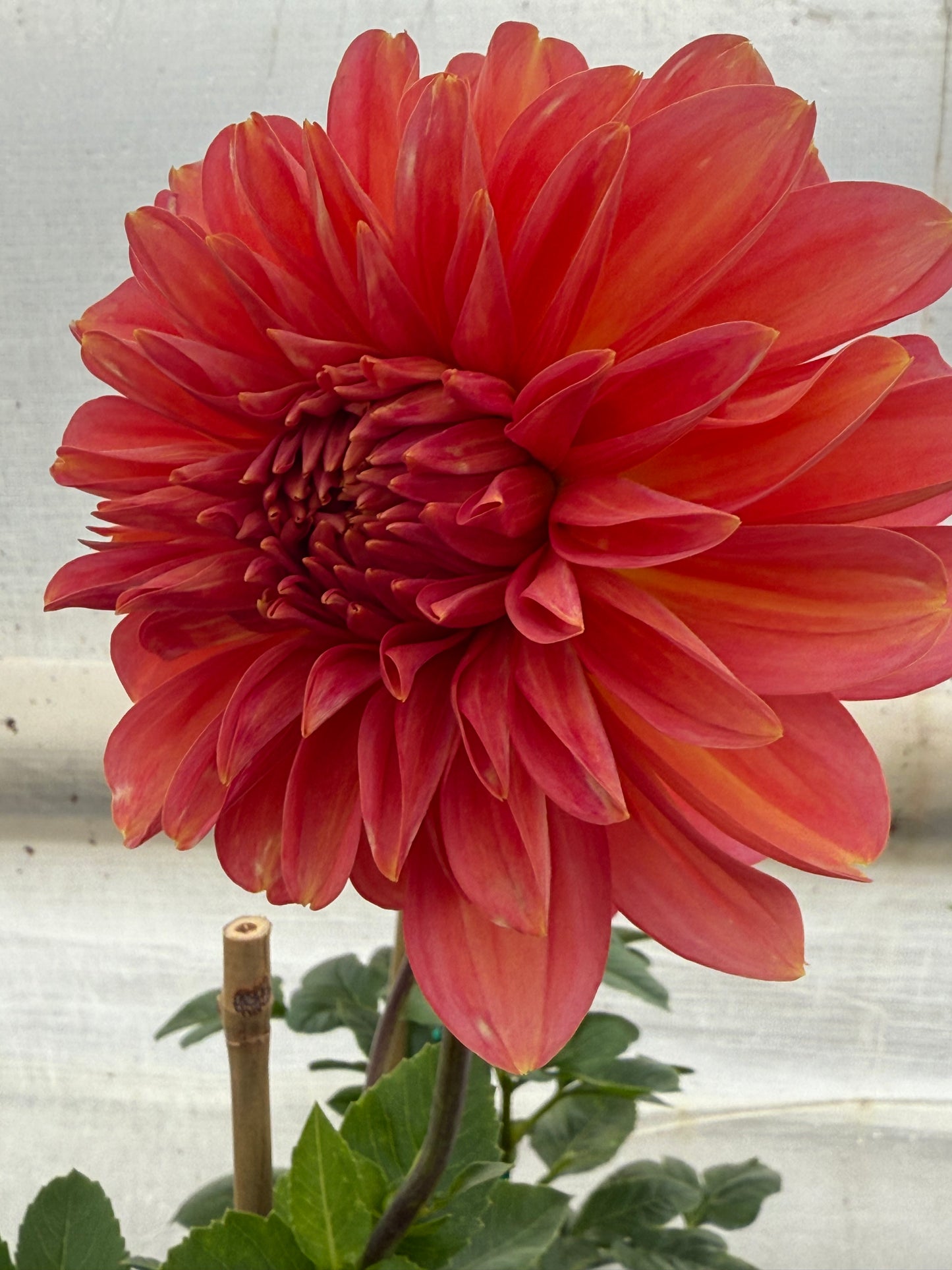 RM Peach Flair Rooted Cuttings