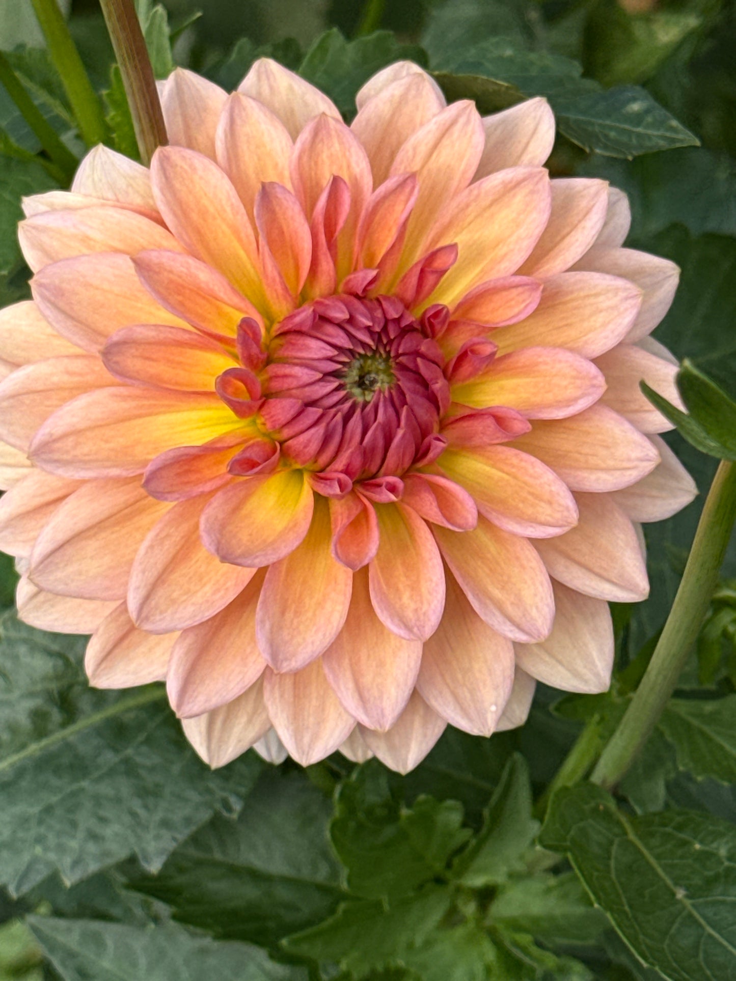 Echo Jose Rooted Cuttings