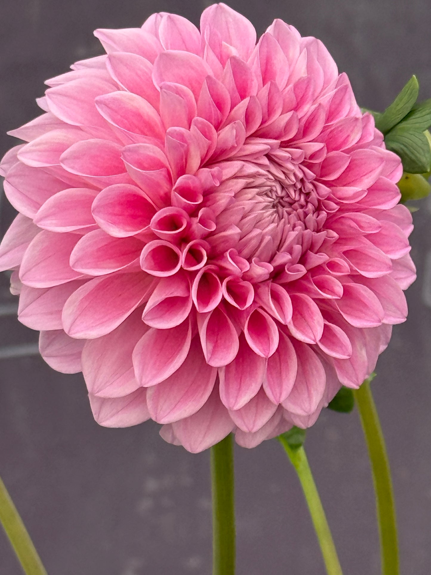 Lee's Hubba Bubba Rooted Cuttings